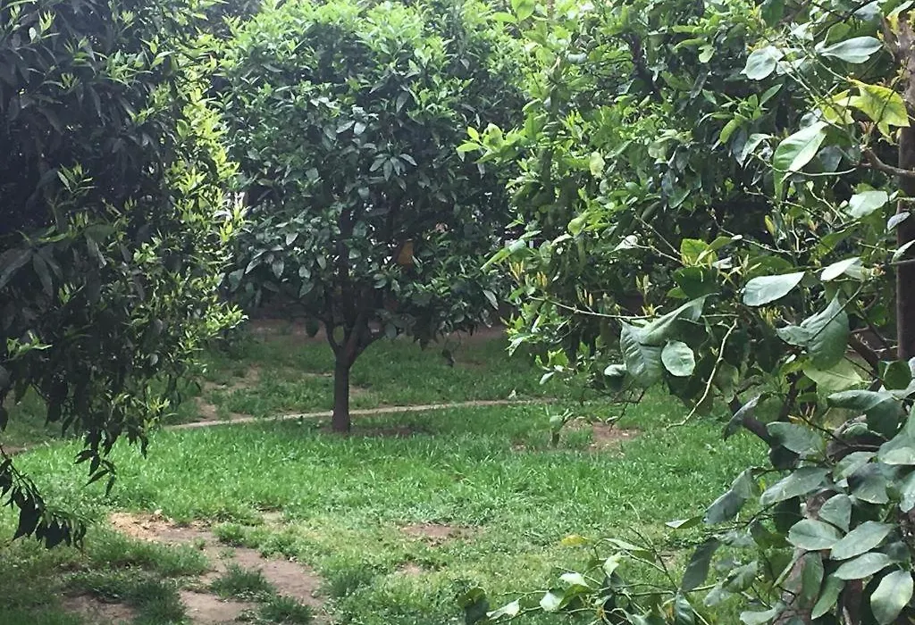 L' albero di giada-1
