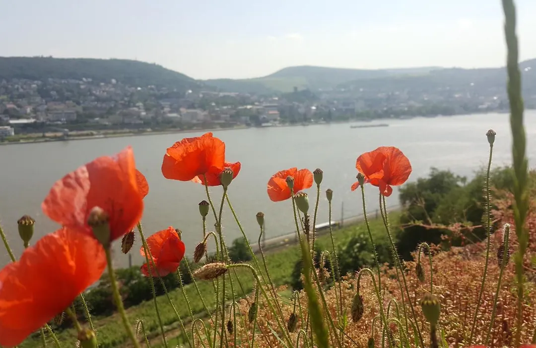 B&B Ruthmann-Rheinblick-1